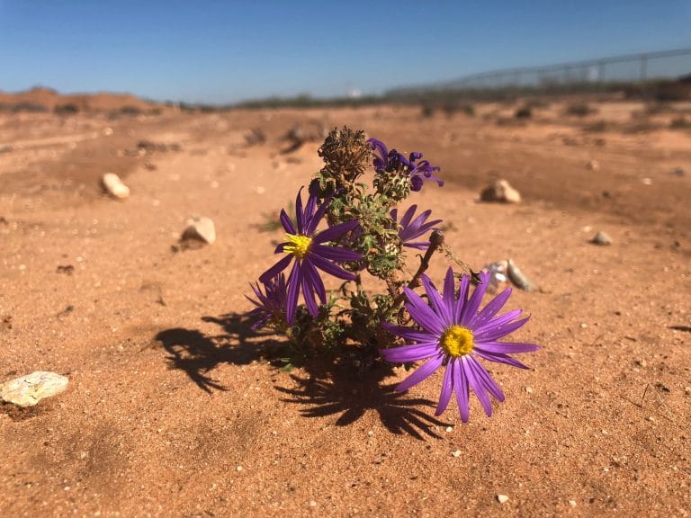 Flower-in-desert